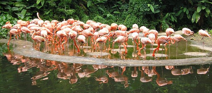 Jurong Bird Park Bird Photography - Key points to know before you book