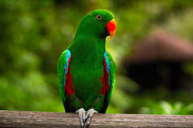 Jurong Bird Park Bird Photography - A morning built around colorful bird subjects