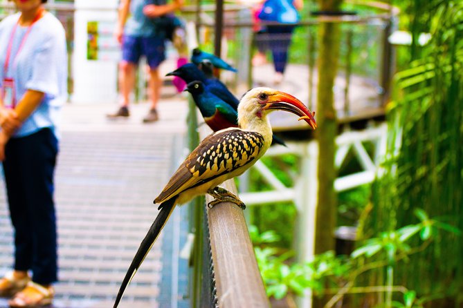Jurong Bird Park Bird Photography - The bird collection gives you many ways to practice