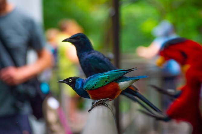 Jurong Bird Park Bird Photography - The Waterfall Aviary is the morning’s big setting