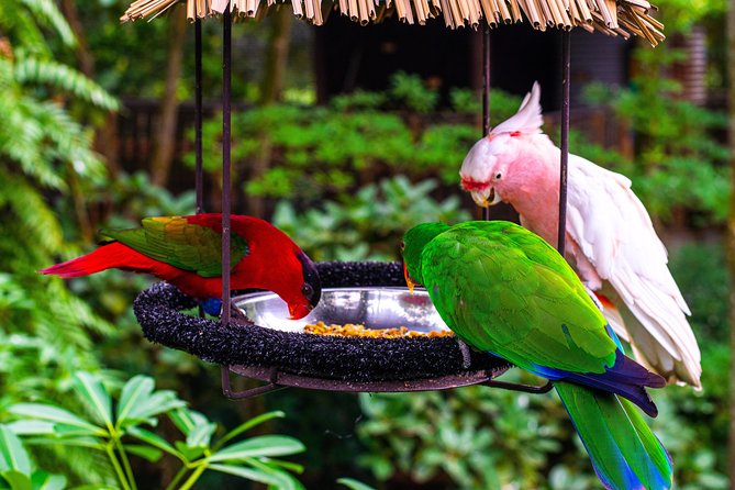 Jurong Bird Park Bird Photography - The chance of a lorikeet landing close by