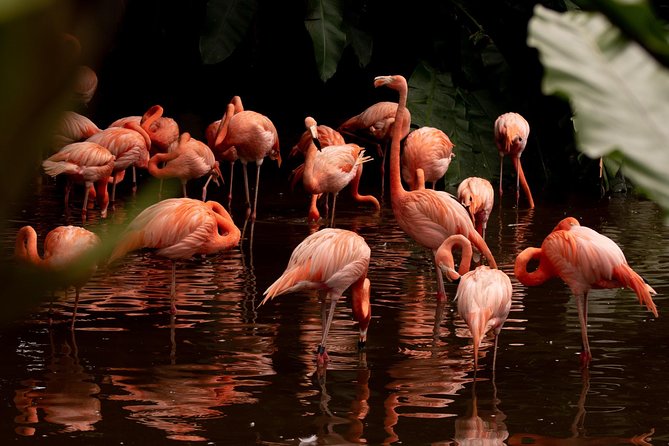 Jurong Bird Park Bird Photography - What you can learn in three hours
