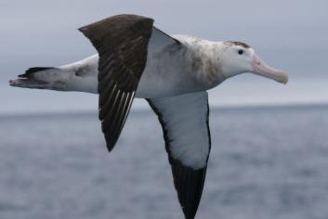 Kaikoura Albatross Encounter Tour from Christchurch - Key points to know before you book