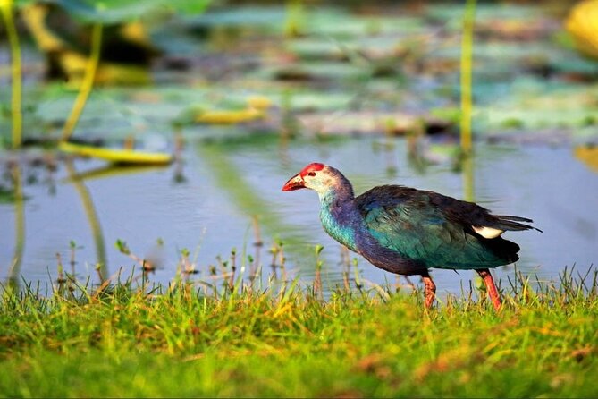 Kalametiya Bird Sanctuary Catamaran Bird Watching Tour - Why See Kalametiya Bird Sanctuary by Boat?