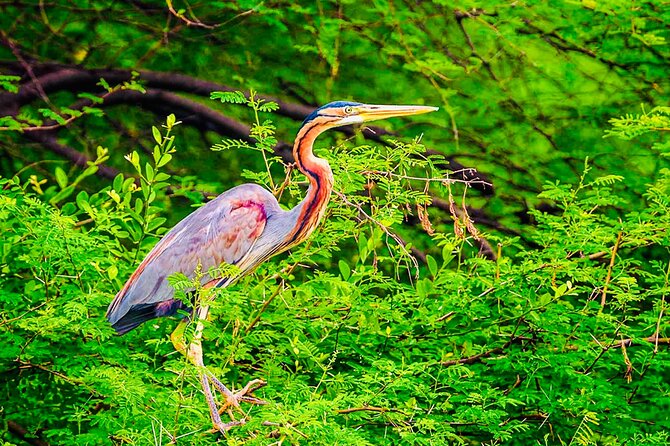 Kalametiya Bird Sanctuary Catamaran Bird Watching Tour - What the Private Format Really Adds
