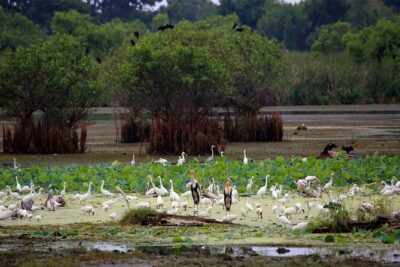 Kalametiya Bird Sanctuary Catamaran Bird Watching Tour