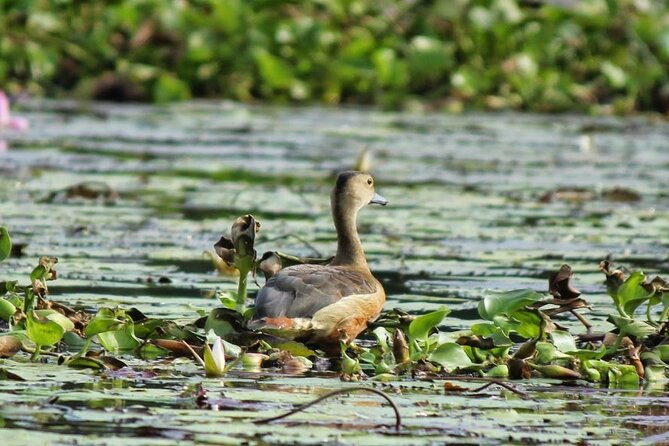Kalametiya Bird Sanctuary Catamaran Bird Watching Tour - A Calm Outing for Serious Birders and Curious Beginners