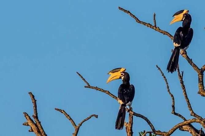 Kalametiya Bird Sanctuary Catamaran Bird Watching Tour - What to Bring and What to Confirm