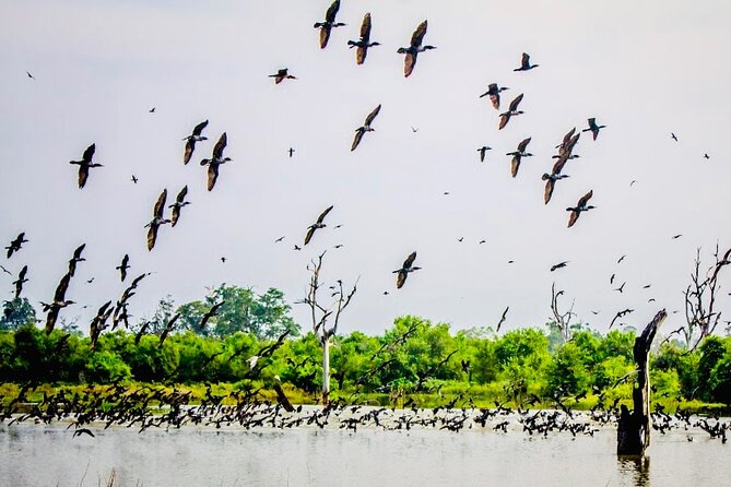 Kalametiya Bird Sanctuary Catamaran Bird Watching Tour - Is $55 Per Person Good Value?