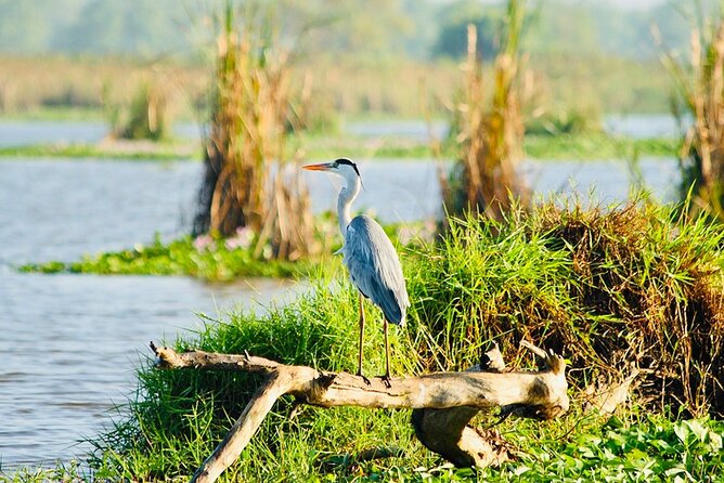 Kalametiya Bird Sanctuary Catamaran Bird Watching Tour - Booking Timing, Cancellation, and Practical Details