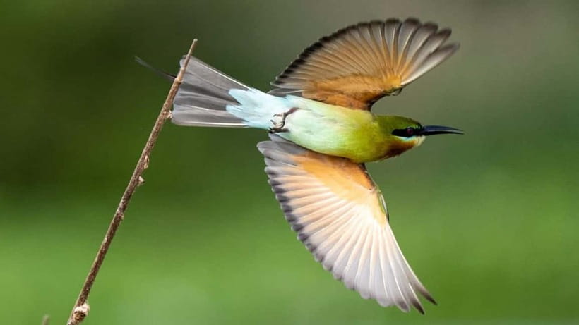 Kalametiya Sanctuary: Bird Watching by Private Boat Tour - Key points at a glance
