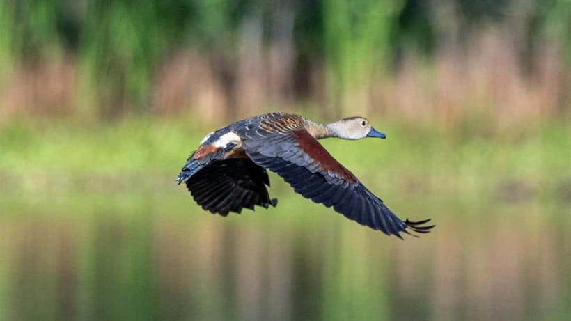 Kalametiya Sanctuary: Bird Watching by Private Boat Tour - A quiet ride through Kalametiya’s lagoons