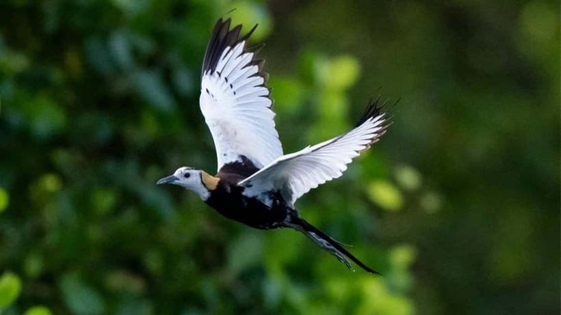 Kalametiya Sanctuary: Bird Watching by Private Boat Tour - How the two-hour itinerary works