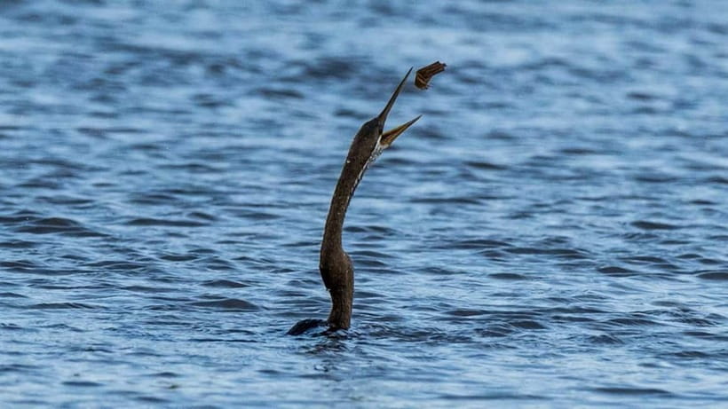 Kalametiya Sanctuary: Bird Watching by Private Boat Tour - Why the private format matters