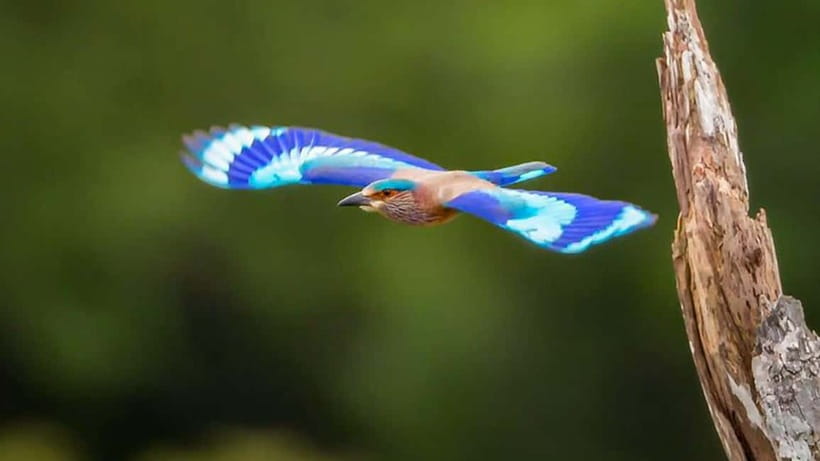 Kalametiya Sanctuary: Bird Watching by Private Boat Tour - Morning birds or sunset calm?