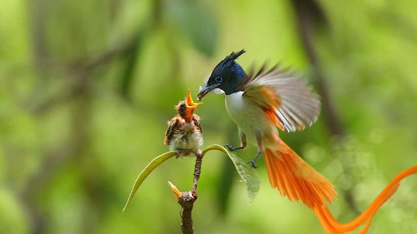 Kalametiya Sanctuary: Bird Watching by Private Boat Tour - What you may see from the boat