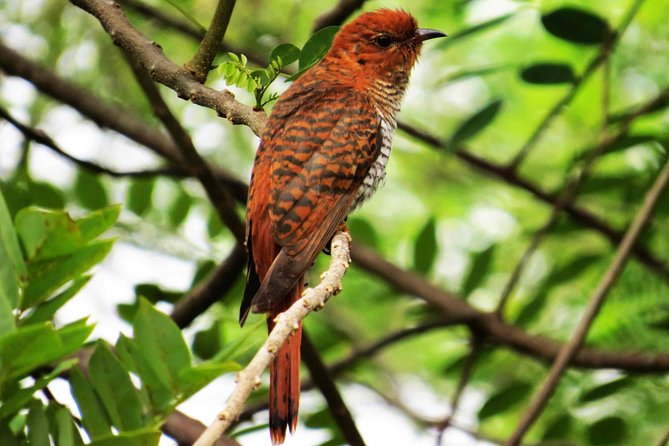 Kalametiya Sanctuary Birdwatching Boat Ride - Bird species to watch for