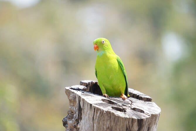 Kalapathar Sunrise, Birdwatching and Village Tour - Why the 5:00 AM start is worth considering