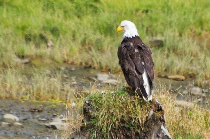 Ketchikan Shore Excursion: Eagle Sanctuary and Rainforest Wildlife Center - The eagle and raptor portion needs confirmation