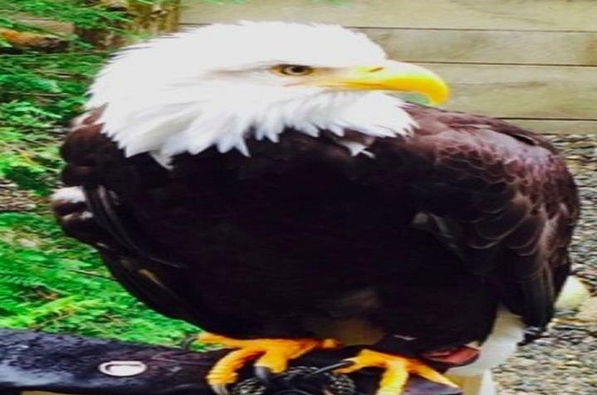 Ketchikan Shore Excursion: Eagle Sanctuary and Rainforest Wildlife Center - A sawmill, totem carving, and general store stop