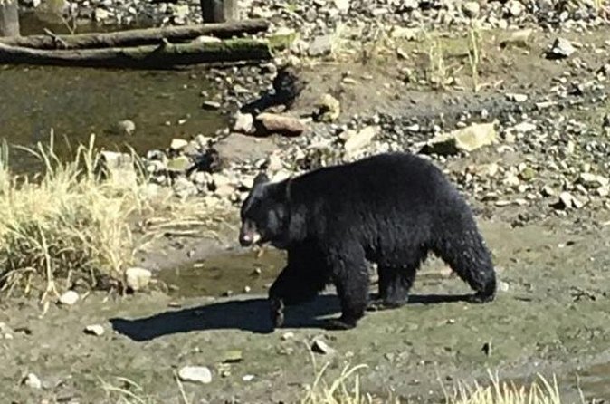 Ketchikan Shore Excursion: Eagle Sanctuary and Rainforest Wildlife Center - Is $272.83 a fair price?
