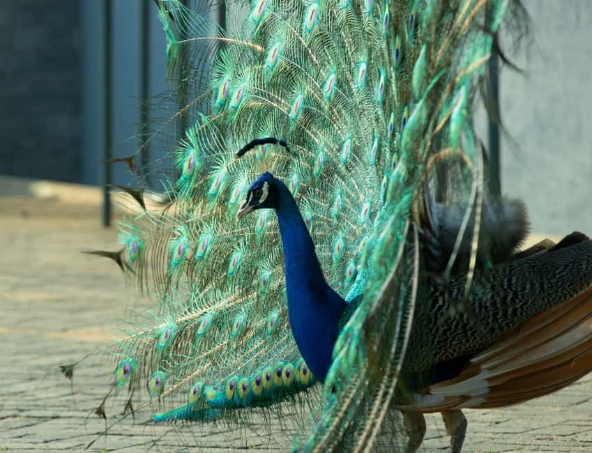 Kigali Eco Park Bird Watching Experience - What to bring for a comfortable walk