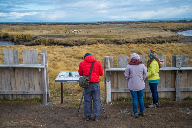 King Penguin Nature Reserve - Tierra del Fuego Island - Why the king penguins are worth the long ride
