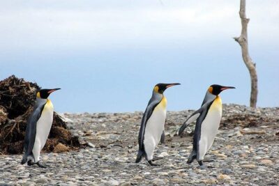 King Penguin Nature Reserve – Tierra del Fuego Island