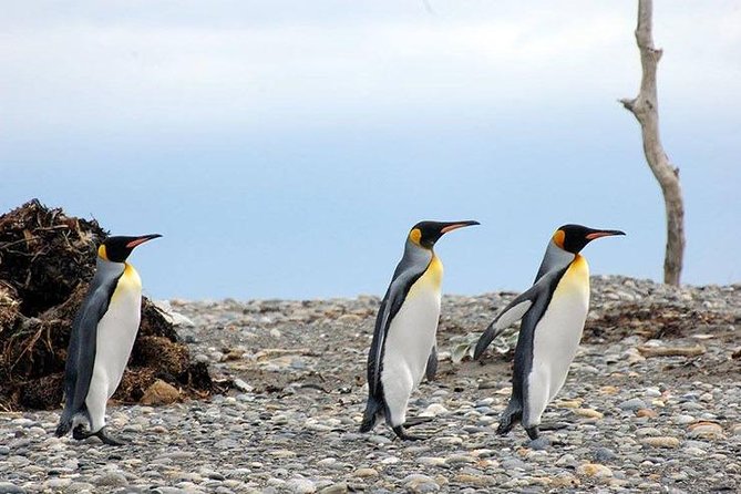 King Penguin Nature Reserve - Tierra del Fuego Island - The ferry across the Magellan Strait