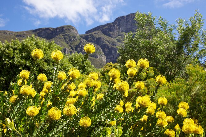 Kirstenbosch Garden, Bo-Kaap-Penguins & Cape of Good Hope Tour - A big Cape Town day in a small vehicle