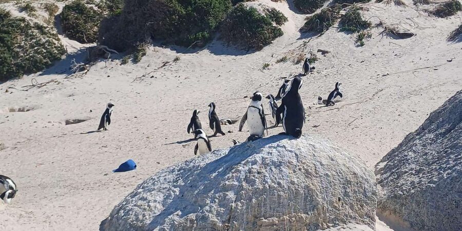 Kirstenbosch Garden, Bo-Kaap-Penguins & Cape Peninsula Tour - Cape Point and the Cape of Good Hope reserve