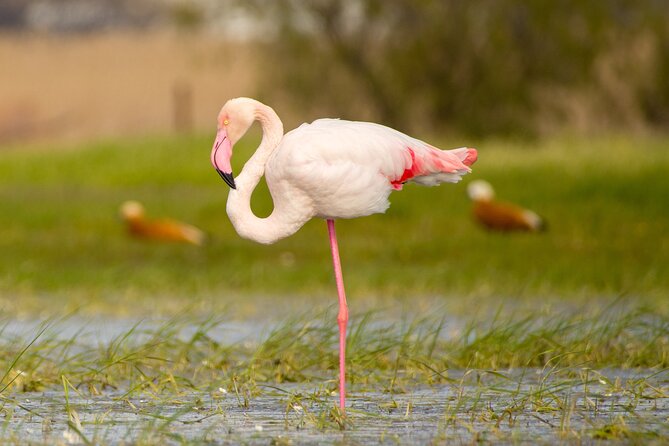 Kos Wildlife Walks: birdwatching and animal photography - Key points at a glance