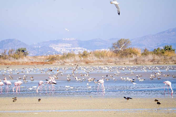 Kos Wildlife Walks: birdwatching and animal photography - Two hours of wildlife on a drier side of Kos