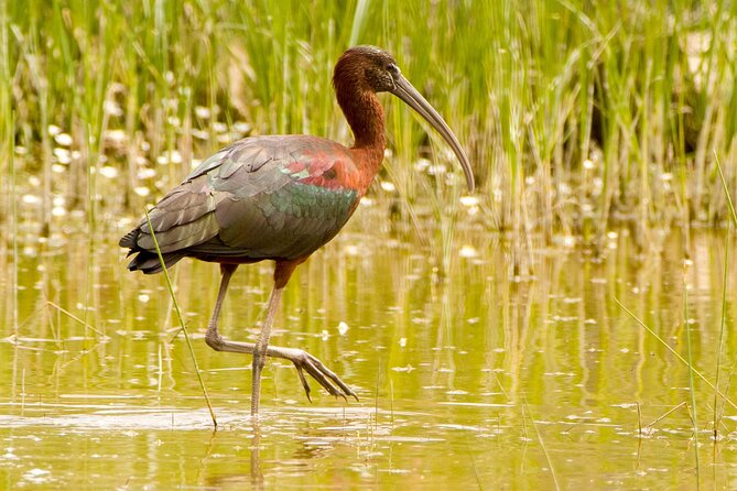 Kos Wildlife Walks: birdwatching and animal photography - George’s role makes the walk more than a sighting list