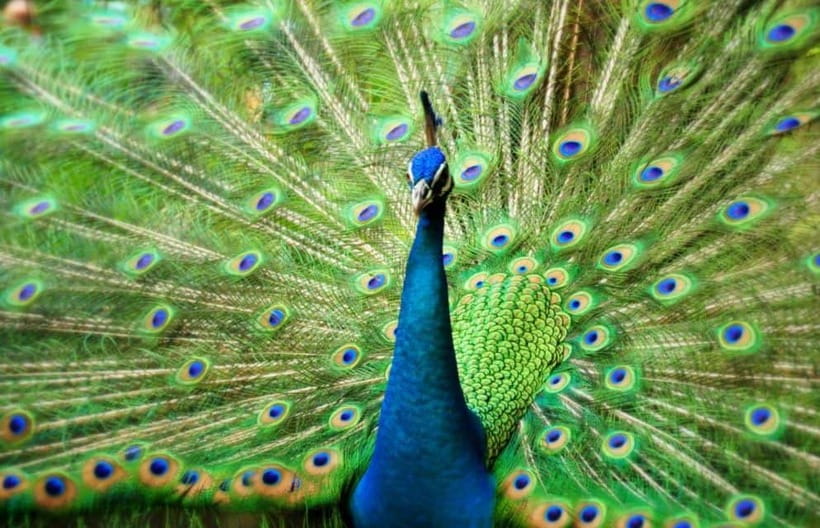 Kuala Lumpur: Bird Park, Butterfly & Garden Private Tour - Why Bird Park is the heart of the morning