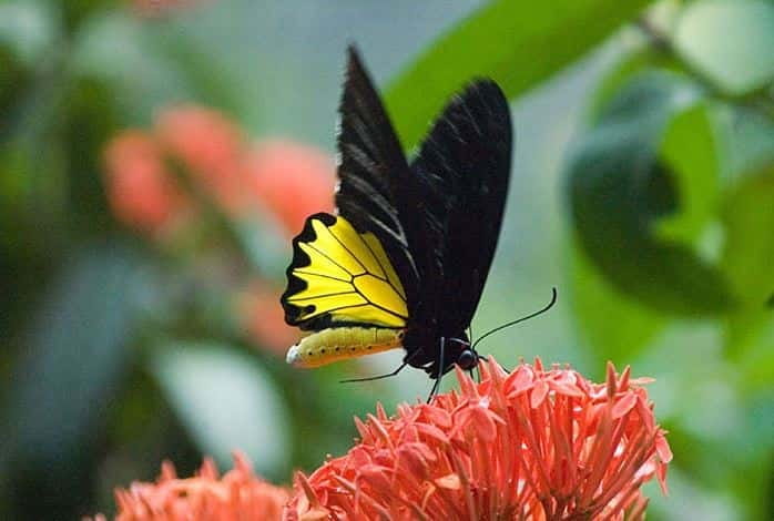 Kuala Lumpur: Bird Park, Butterfly & Garden Private Tour - The private vehicle changes how the four hours work