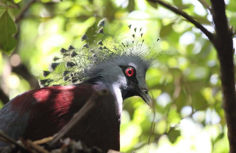 Kuala Lumpur: Bird Park, Butterfly & Garden Private Tour - What the $79 price really buys you