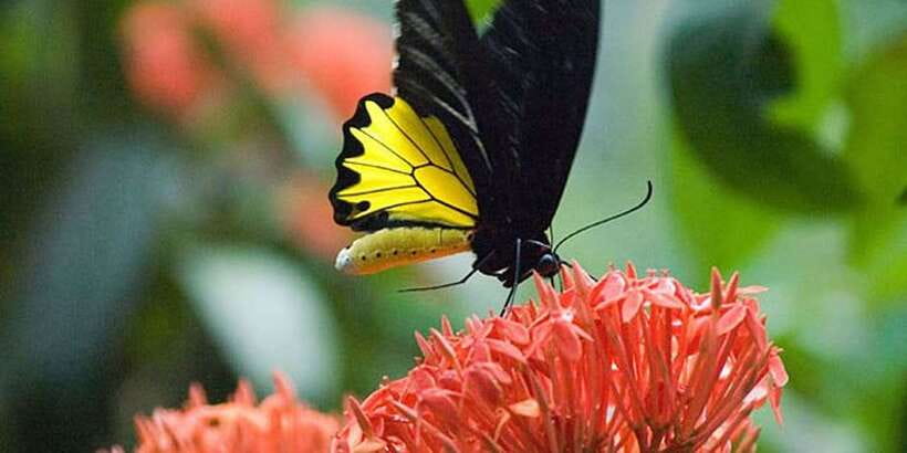 Kuala Lumpur: Bird Park, Butterfly & Garden Private Tour - Who will enjoy this outing most