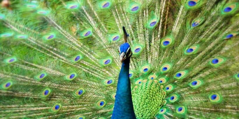 Kuala Lumpur: Bird Park, Butterfly & Garden Private Tour - Booking details that matter