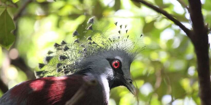 Kuala Lumpur: Bird Park, Butterfly & Garden Private Tour - FAQ