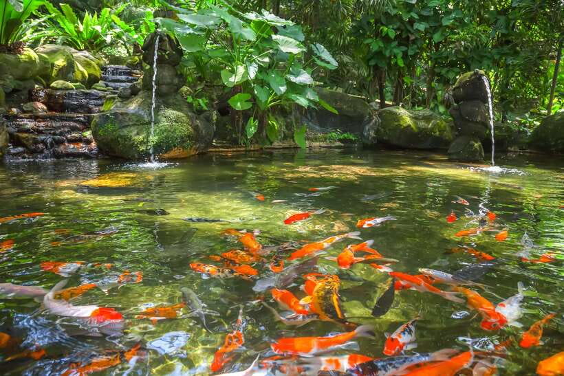 Kuala Lumpur: Bird Park Day Ticket & 1-Way Transfer - Key points before you book