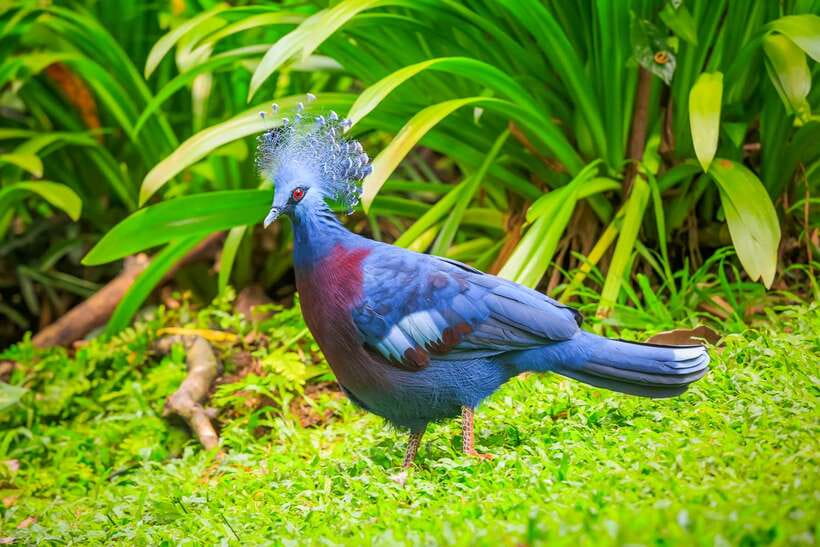 Kuala Lumpur: Bird Park Day Ticket & 1-Way Transfer - Why the free-flight zones make this park different