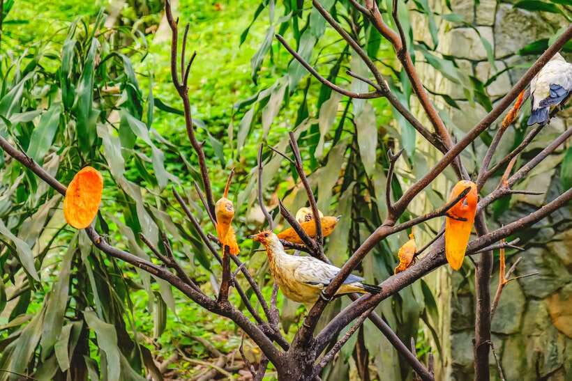 Kuala Lumpur: Bird Park Day Ticket & 1-Way Transfer - Feedings, shows, and parrot interaction