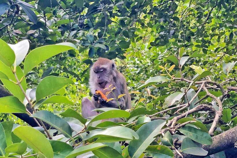 Kuala Lumpur: Bird Park Day Ticket & 1-Way Transfer - The one-way transfer, explained clearly