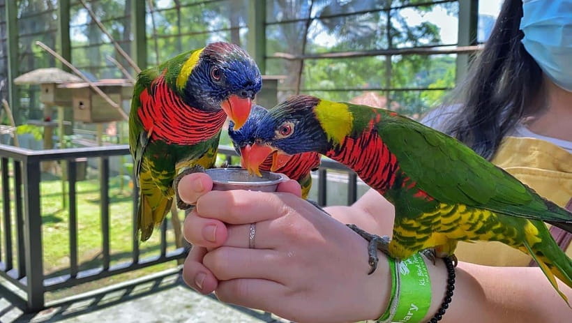 Kuala Lumpur: Bird Park Day Ticket & 1-Way Transfer - What the $30 price really covers