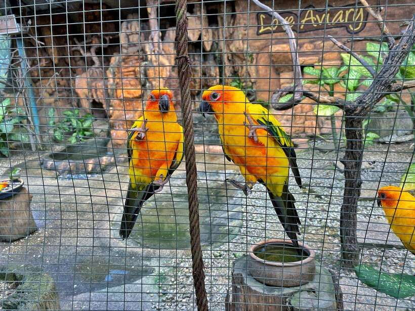 Kuala Lumpur: Bird Park Day Ticket & 1-Way Transfer - Who will enjoy this visit most