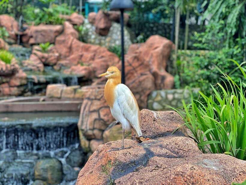 Kuala Lumpur: Bird Park Day Ticket & 1-Way Transfer - Booking details worth checking before payment