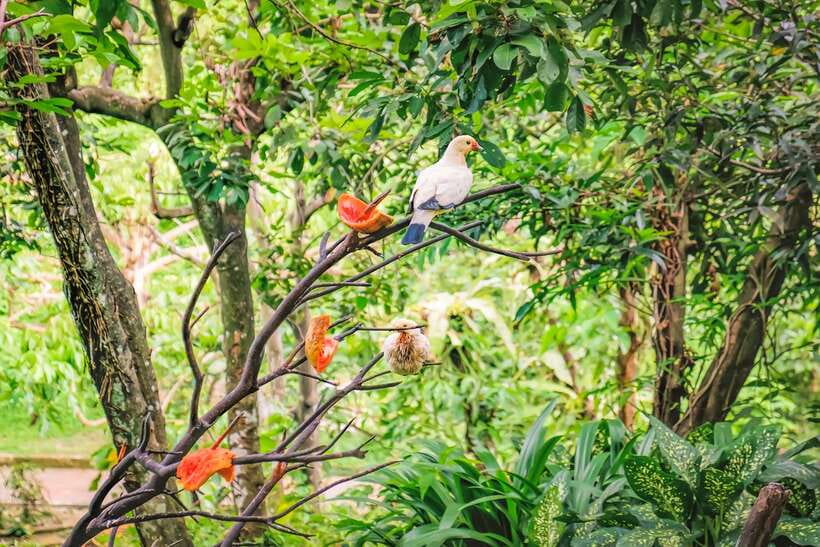 Kuala Lumpur: Bird Park Day Ticket & 1-Way Transfer - A practical look at the four zones