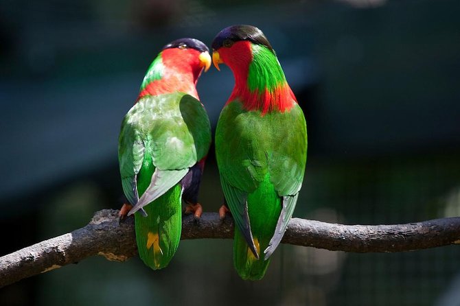 Kula Eco Bird Park ,Momi Gun Site And Market Tour Ex Marriott and Denarau resort - Key points to know before you book