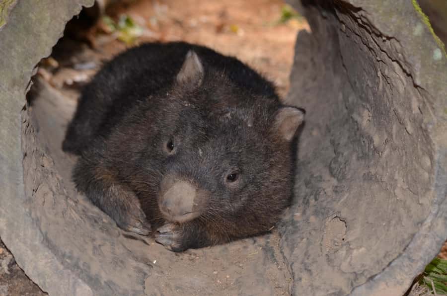 Kuranda Wildlife Experience: Koalas, Birds & Butterflies - Five things to know before you go